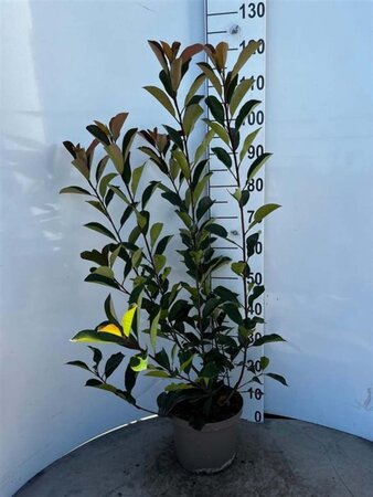 Photinia fraseri 'Red Robin'= 'Roodborstje' 60-80 cm cont. 10L - afbeelding 1