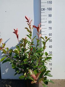 Photinia fraseri 'Red Robin'= 'Roodborstje' 60-80 cm cont. 10L - afbeelding 3