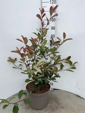 Photinia fraseri 'Red Robin'= 'Roodborstje' 60-80 cm cont. 10L - afbeelding 2