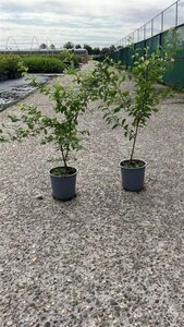 Prunus spinosa 40-60 cm cont. 2,5L