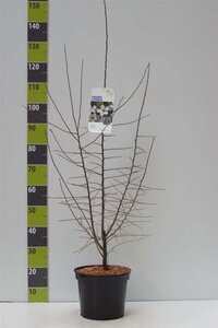 Prunus spinosa 80-100 cm cont. 7,5L - afbeelding 2