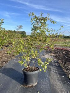 Prunus spinosa 80-100 cm cont. 7,5L - afbeelding 1