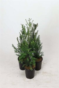 Taxus baccata 60-80 cm cont. 3,5L - afbeelding 1