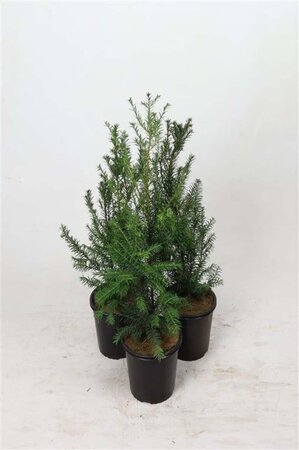 Taxus baccata 60-80 cm cont. 3,5L - afbeelding 2