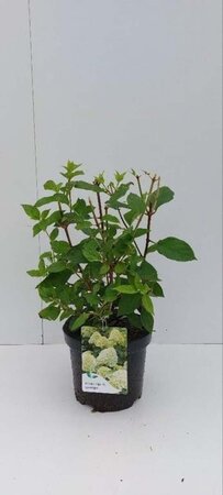 Hydrangea pan. 'Limelight' 30-40 cm cont. 3,0L - afbeelding 1