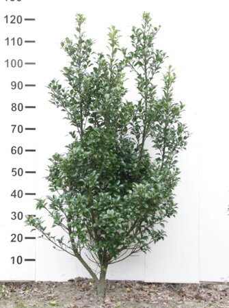 Ilex meserv. 'Heckenstar' 100-125 cm met kluit - afbeelding 3