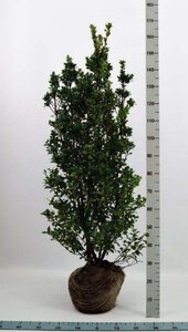 Ilex meserv. 'Heckenstar' 125-150 cm met kluit - afbeelding 4