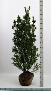 Ilex meserv. 'Heckenstar' 125-150 cm met kluit - afbeelding 3