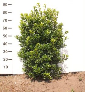 Ilex meserv. 'Heckenstar' 80-100 cm met kluit - afbeelding 3