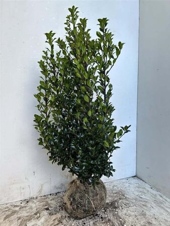 Ilex meserv. 'Heckenstar' 80-100 cm met kluit - afbeelding 7