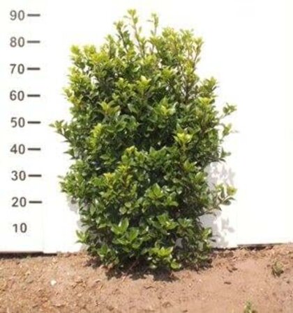 Ilex meserv. 'Heckenstar' 80-100 cm met kluit - afbeelding 4