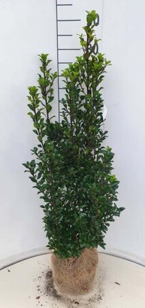 Ilex meserv. 'Heckenstar' 80-100 cm met kluit - afbeelding 6