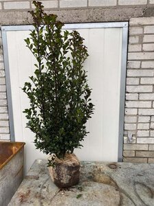 Ilex meserv. 'Heckenstar' 80-100 cm met kluit - afbeelding 5