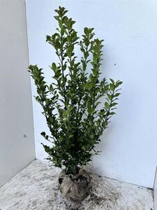 Ilex meserv. Blue Maid 80-100 cm met kluit - afbeelding 6