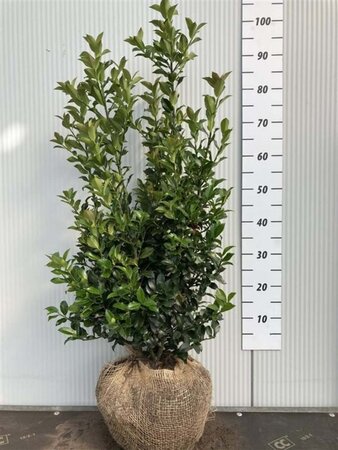 Ilex meserv. Blue Maid 80-100 cm met kluit - afbeelding 2