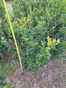 Ilex meserv. Blue Maid 80-100 cm met kluit - afbeelding 3