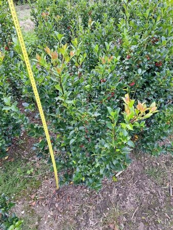 Ilex meserv. Blue Maid 80-100 cm met kluit - afbeelding 1