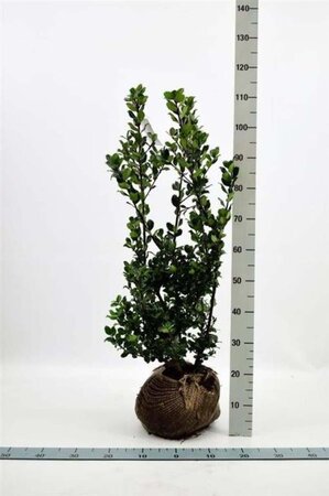 Ilex meserv. 'Blue Prince' 80-100 cm met kluit - afbeelding 5