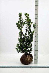 Ilex meserv. 'Blue Prince' 80-100 cm met kluit - afbeelding 4