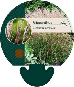 Miscanthus sin. 'Ferner Osten' geen maat specificatie 0,55L/P9cm - afbeelding 3