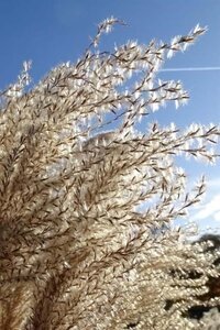 Miscanthus sin. 'Ferner Osten' geen maat specificatie 0,55L/P9cm - image 1