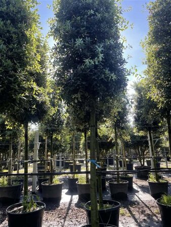 Quercus ilex 20-25 STA cont. 180L