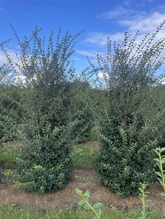 Osmanthus burkwoodii 175-200 cm WRB - image 5