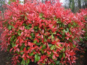 Photinia fraseri 'Red Robin'= 'Roodborstje' 100-125 cm cont. 7,5L - afbeelding 12