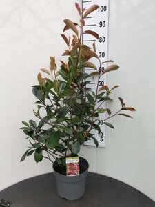 Photinia fraseri 'Red Robin'= 'Roodborstje' 80-100 cm cont. 7,5L - afbeelding 12