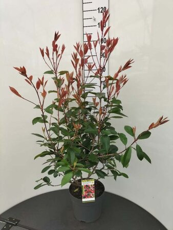 Photinia fraseri 'Red Robin'= 'Roodborstje' 80-100 cm cont. 7,5L - afbeelding 4