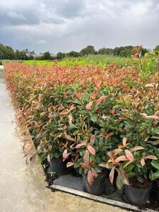 Photinia fraseri 'Red Robin'= 'Roodborstje' 80-100 cm cont. 7,5L - afbeelding 2