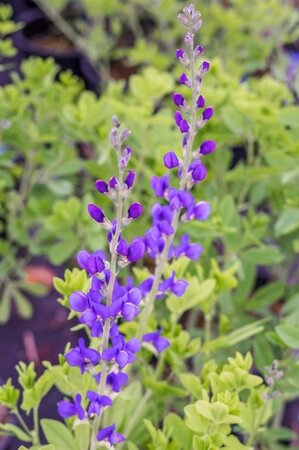 Baptisia 'Purple Smoke' geen maat specificatie 0,55L/P9cm - image 1