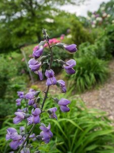 Baptisia 'Purple Smoke' geen maat specificatie 0,55L/P9cm - image 2