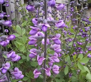 Baptisia 'Purple Smoke' geen maat specificatie 0,55L/P9cm - image 3