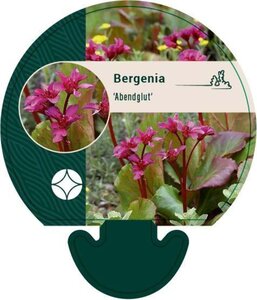 Bergenia 'Abendglut' geen maat specificatie 0,55L/P9cm