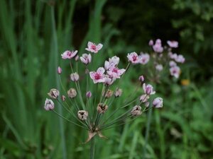 Butomus umbellatus geen maat specificatie 0,55L/P9cm - image 1