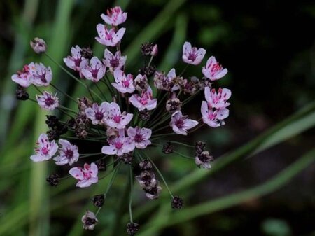 Butomus umbellatus geen maat specificatie 0,55L/P9cm - image 2