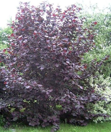 Corylus m. 'Purpurea' 100-125 cm BR 3 BR bushes - image 1