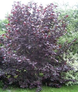 Corylus m. 'Purpurea' 100-125 cm BR 3 BR bushes - image 1