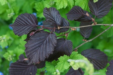 Corylus m. 'Purpurea' 100-125 cm BR 3 BR bushes - image 4