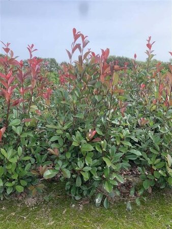 Photinia fraseri 'Red Robin'= 'Roodborstje' 80-100 cm met kluit - afbeelding 3