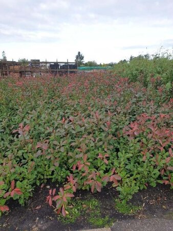 Photinia fraseri 'Red Robin'= 'Roodborstje' 80-100 cm met kluit - afbeelding 6