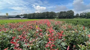 Photinia fraseri 'Red Robin'= 'Roodborstje' 80-100 cm met kluit - afbeelding 5