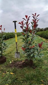 Photinia fraseri 'Red Robin'= 'Roodborstje' 80-100 cm met kluit - afbeelding 13