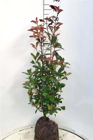 Photinia fraseri 'Red Robin'= 'Roodborstje' 80-100 cm met kluit - afbeelding 4