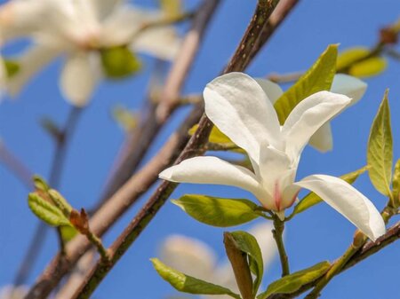 Magnolia kobus 150-175 cm RB - image 1