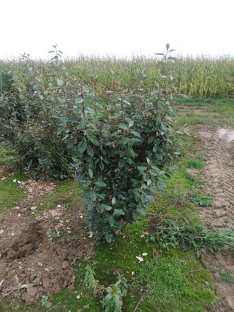 Elaeagnus ebbingei 125-150 cm met kluit - afbeelding 6