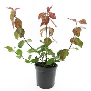 Euonymus fort. 'Dart's Blanket' geen maat specificatie cont. 1,5L - afbeelding 5