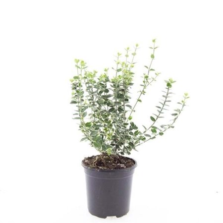 Euonymus fort. 'Emerald Gaiety' geen maat specificatie cont. 1,5L - afbeelding 1