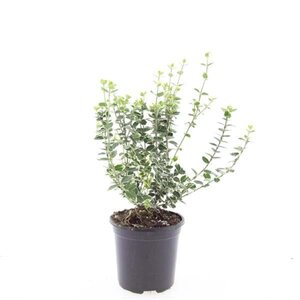 Euonymus fort. 'Emerald Gaiety' geen maat specificatie cont. 1,5L - afbeelding 1